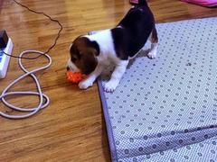 盛诚犬业