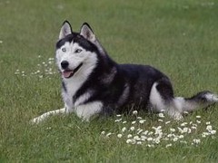 至尊犬舍