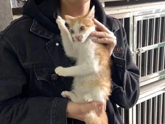 上海虹口区流浪猫狗宠物小动物收养收容救助领养中心基地站
