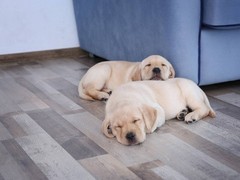 广州博爱犬舍