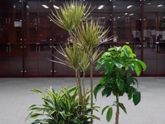 海南尚谷植颜园林景观有限公司