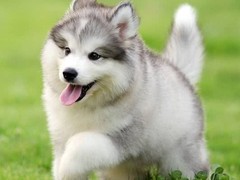 犬舍繁殖基地