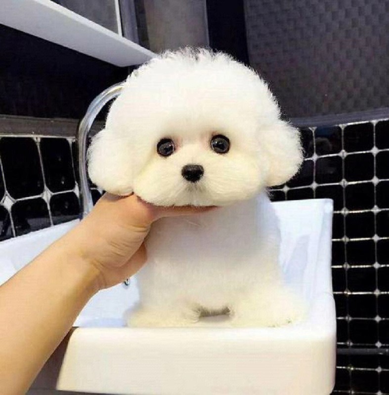 犬舍繁殖基地