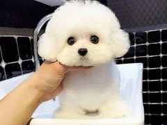 嘉兴卷毛比雄犬