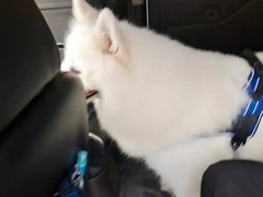 上海青浦区宠物小动物流浪狗流浪猫救助领养收容收养中心站
