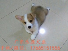 广东退伍兵犬舍