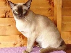 武汉馨馨猫舍