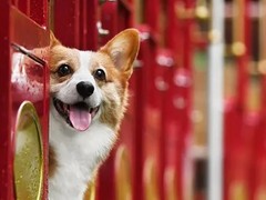 临沂波兰低地牧羊犬