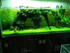 北京魚缸維護