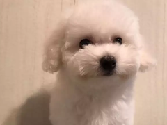 安安犬舍