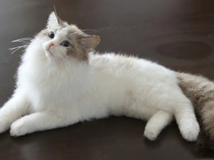 大连宠物标本制作