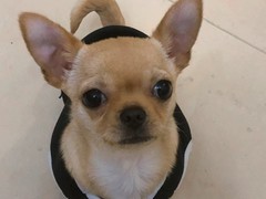 广东旺驰犬舍（cku认证犬舍）