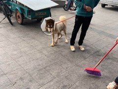 上海黄浦区宠物流浪狗流浪猫小动物救助领养收容收养中心站