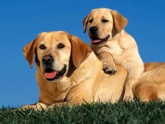 赣州布列塔尼犬