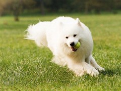 郑州训犬基地