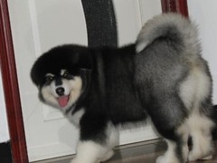 雷克萨斯~尨犬舍