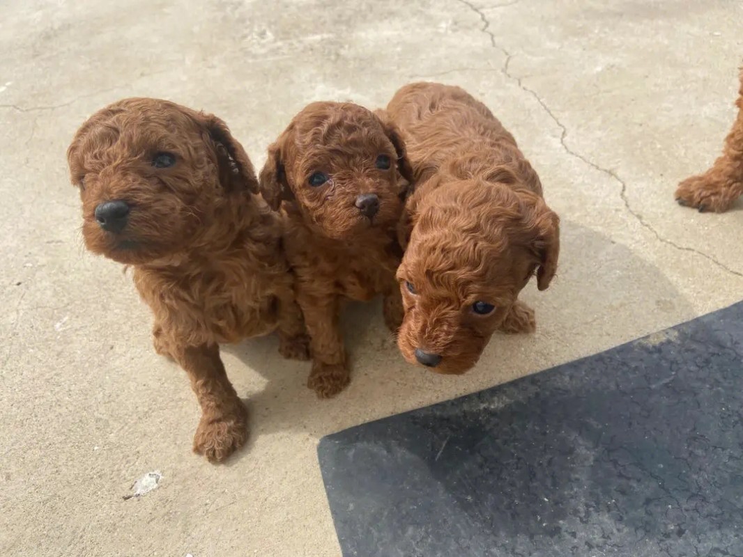 犬舍繁殖基地