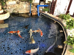 淄博锦鲤领养
