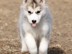 成都喜喜犬舍
