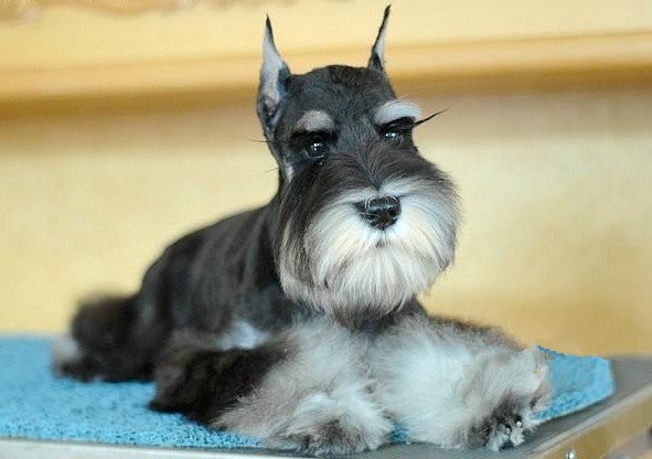 犬舍繁殖基地