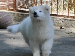 武汉宠物狗养殖