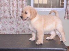 长沙喜喜犬舍