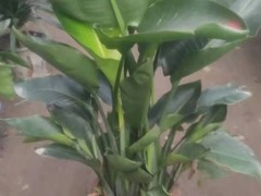 天津植物租摆