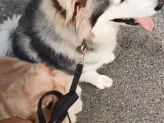 嘉兴训犬学校