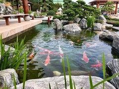 临沂锦鲤领养