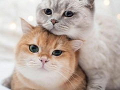 烟台波斯猫价格
