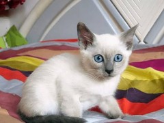 靖瑶猫舍