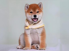 广州博爱犬舍