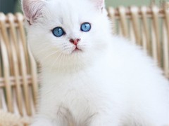 小新猫舍