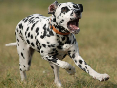 兰州北京犬