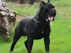 临沂波兰低地牧羊犬