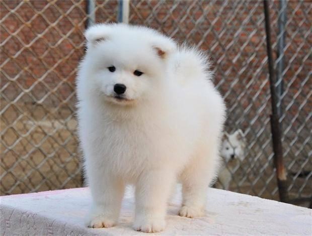 犬舍繁殖基地