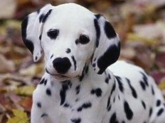 西宁迦南犬