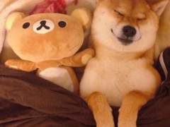 德州罗得西亚脊背犬