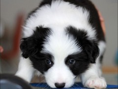 雷克萨斯~尨犬舍