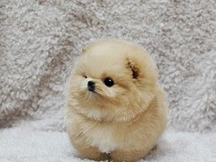 吉祥犬舍