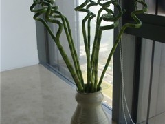 天津植物租摆