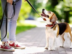 马鞍山孙亮星狗连锁品牌训犬基地