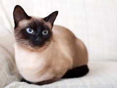 晶滢猫舍