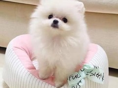 广州博爱犬舍