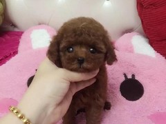 宿迁迷你贝吉格里芬凡丁犬