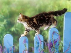 银川纯种猫咪