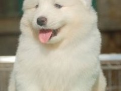 小城名宠