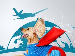 邢台宠物空运公司