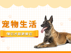 南昌德国宾莎犬