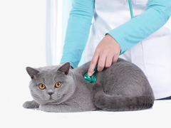 兰州宠物猫医院
